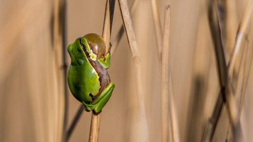 tree-frog frog green