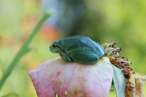 tree frog little frog animal