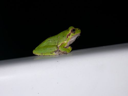 tree frog green nature