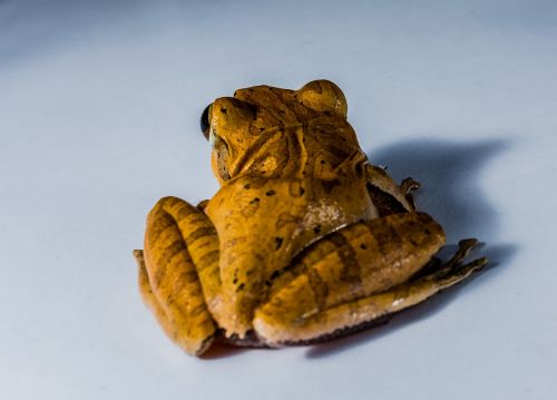 tree frog anuran frog