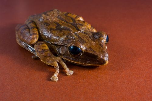 tree frog anuran frog