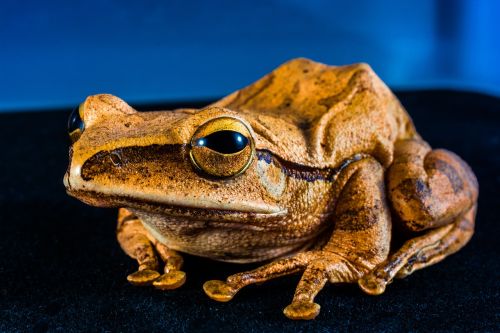 tree frog anuran frog