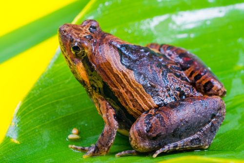 tree frog anuran frog