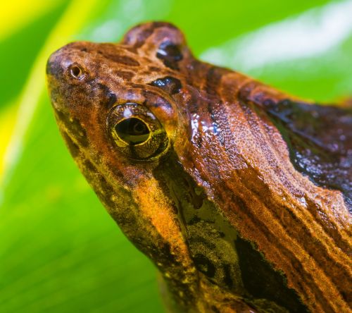 tree frog anuran frog