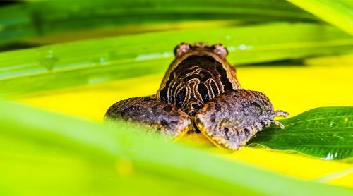 tree frog anuran frog