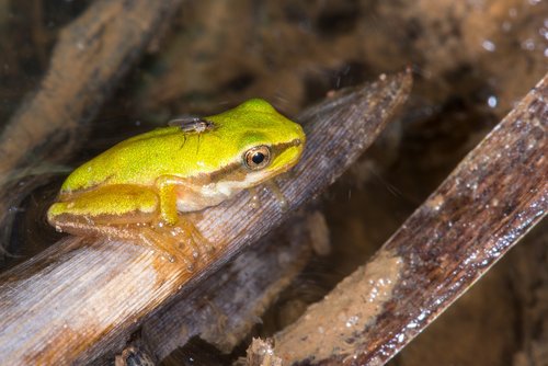 tree frog  fly  water