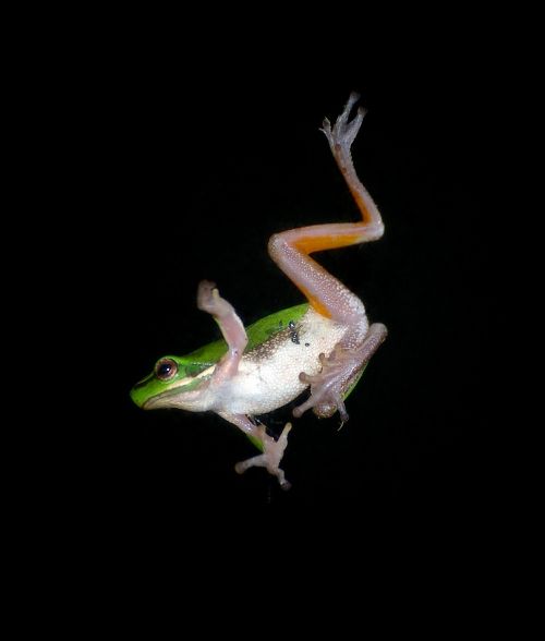 tree frog jump falling