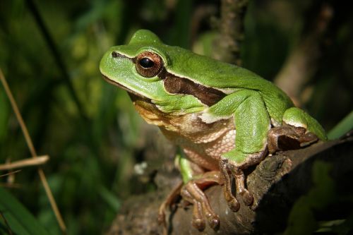 tree-frog frog nature