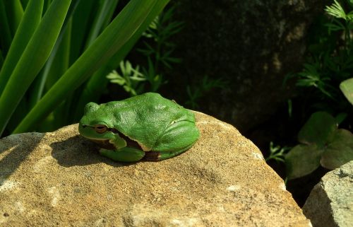 tree frog green nature