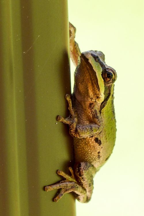 tree frog hanging clued