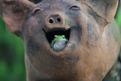 tree frogs pig laughter