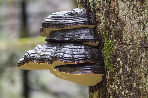 tree fungi mushroom moss