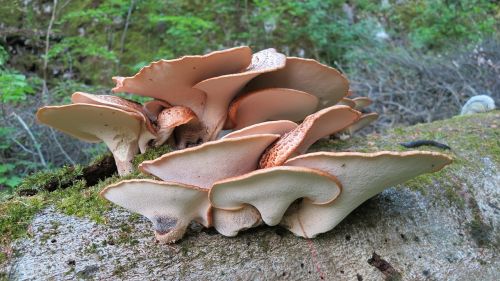 tree fungi beech forest