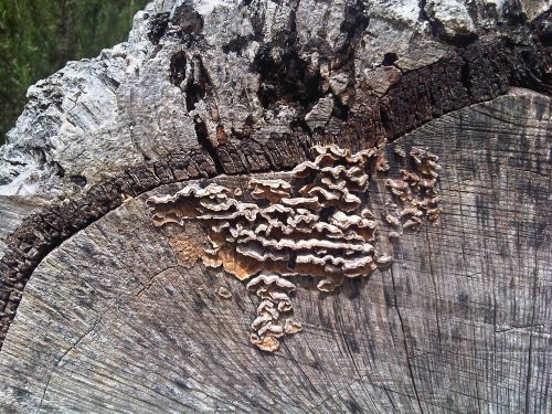 tree fungi brown nature