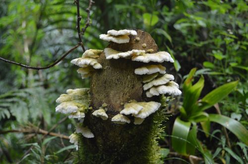 tree fungus moss trunk