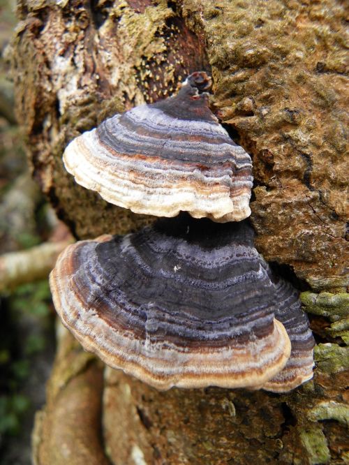 tree fungus tree fungus