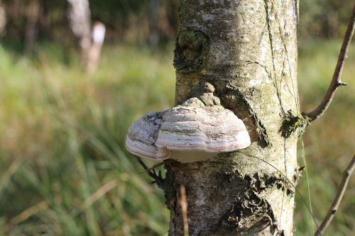 tree fungus mushroom tree