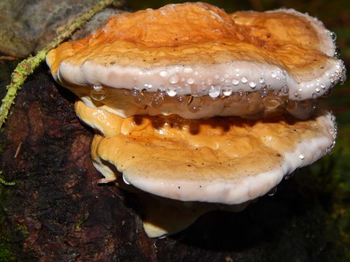 tree fungus mushroom forest