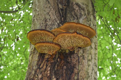 tree fungus drip tree