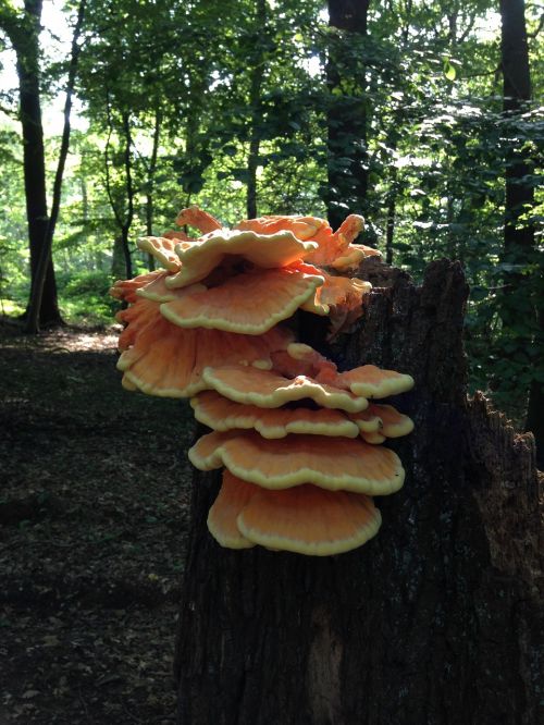 tree fungus nature close