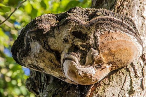 tree fungus autumn mushroom