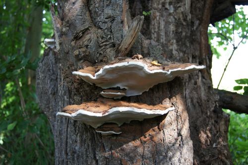 tree fungus baumschwamm tree