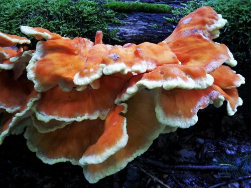 tree fungus sponge mushroom coral fungus