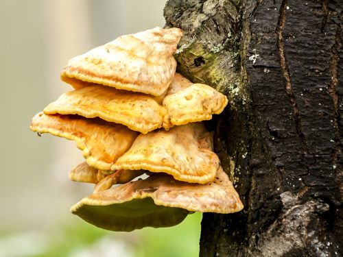 tree fungus mushroom log