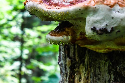 tree fungus drip drop of water