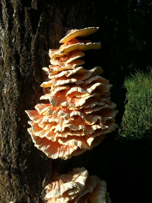tree fungus mushrooms on tree baumschwamm