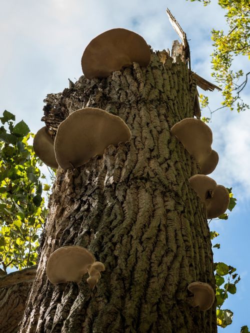 tree fungus fungal growth log