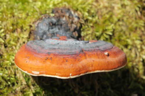 tree fungus  nature  mushroom