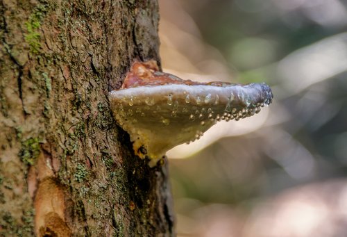 tree fungus  nature  plant