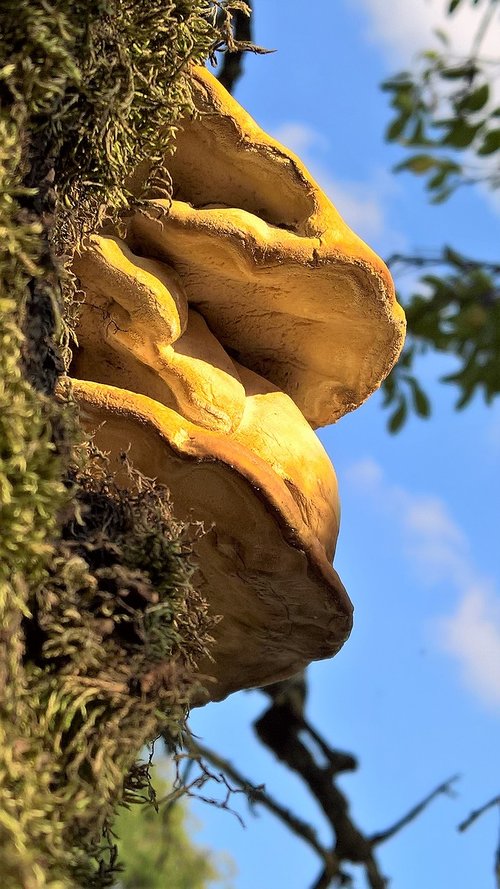 tree fungus  sky  mushroom