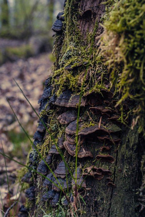 tree fungus  moss  nature