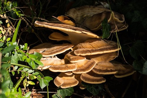 tree fungus  butterfly turkey tail  mushroom