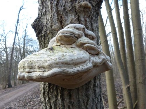 tree fungus tree mushroom
