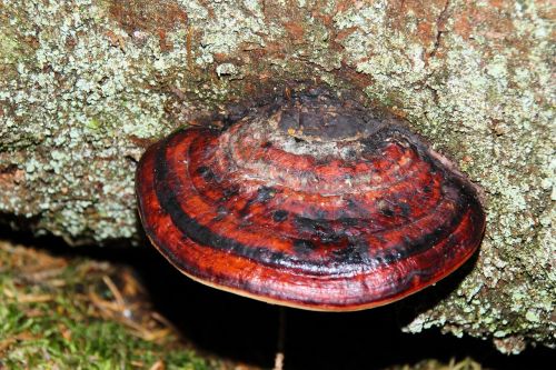 tree fungus mushroom red