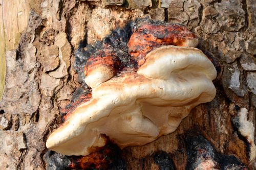 tree fungus tinder fungus mushroom
