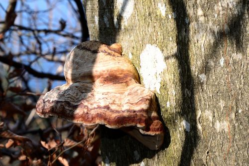 tree fungus mushroom tree