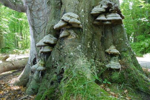 tree fungus tree tree mushroom