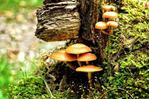 tree fungus mushroom forest