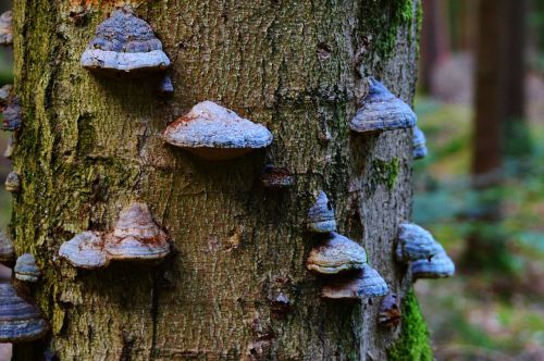 tree fungus tree mushroom