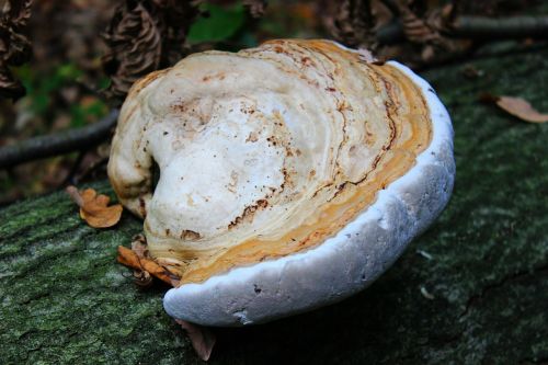 tree fungus baumschwamm mushrooms on tree