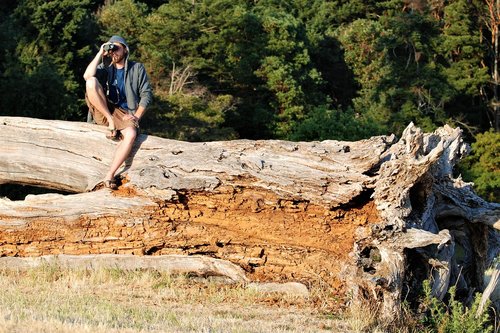 tree giant  rot  die-break