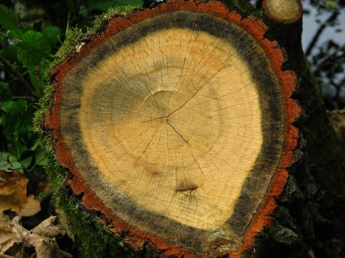 tree grates annual rings log