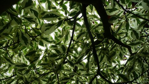 Tree Green And White Leaves