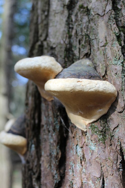 tree growth  mushrooms  nature