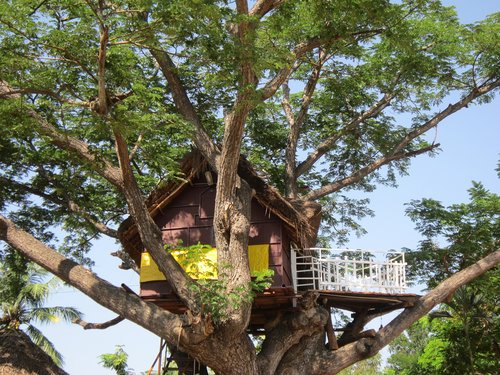 tree house  play  tree