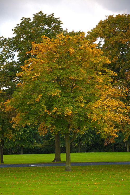 Tree In Autumn